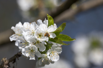 Biene (Apiformes, Anthophila) auf Kirschblüte im Frühling