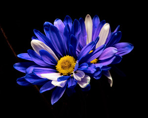 Blue Daisy