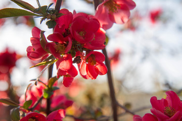 Maule's quince shrub blooming in spring
