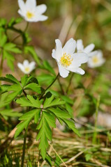 Blume, Weiß, Frühling, Sommer, Wald, Grün