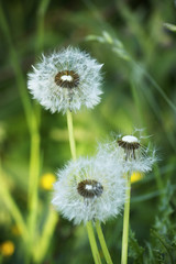 Dandelions plants and flower, dandelions flower head in spring
