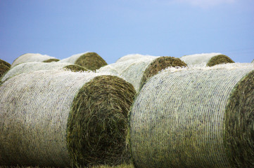 Straw bales on the field with blue sky, time of harvest, agriculture