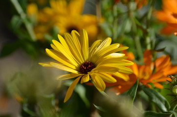 Blume, Nahaufnahme, Gelb, Sommer