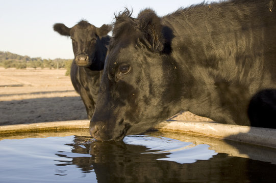 Cattle Drinking From A Trough At An Australian Farm.