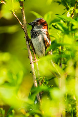 Male or female house sparrow or Passer domesticus is a bird of the sparrow family Passeridae, found in most parts of the world