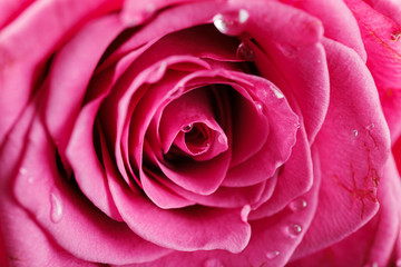 pink roses isolated on white