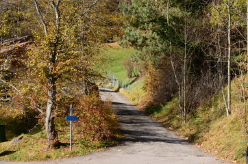 Naklejka premium Wald, Weg, Bäume, Natur, Landschaft