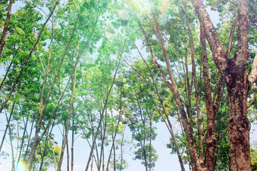 Fototapeta premium Hevea brasiliensis on a sunny day