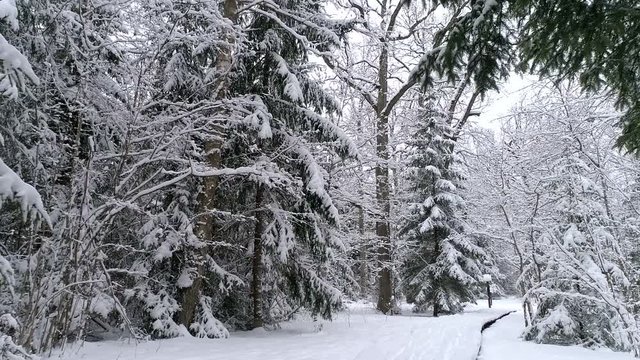 Aerial - Flight inside snowy forest. Drone flies through trees