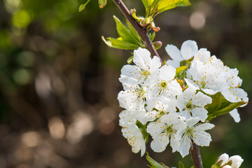 Kirschblüten