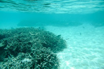 Beautiful view of dead coral reefs . Turquoise water and white sand background. Indian Ocean. Maldive islands.