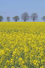 Obraz premium rheinhessen im frühling
