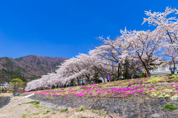 河口湖北岸 ウォーキングトレイルの風景