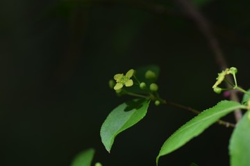 Flowers of Euonymus