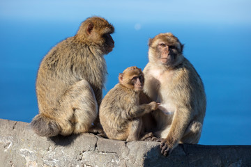Ape Family Unit