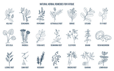 Fototapeta na wymiar Best medicinal herbs for fatigue