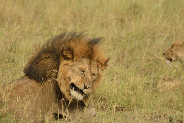 Fototapeta na wymiar lion tanzanie serona 4