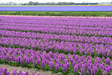 Pink Tulips in Holland