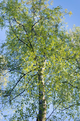 Fototapeta premium birch tree against blue sky