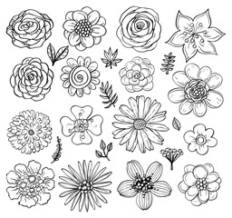 Hand drawn flowers and plants. Vector illustrations in sketch style