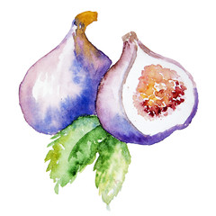 Watercolor Fig fruit isolated on a white background