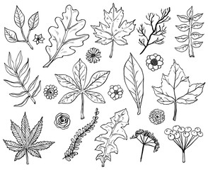 Hand drawn leafs and plants. Vector illustrations in sketch style