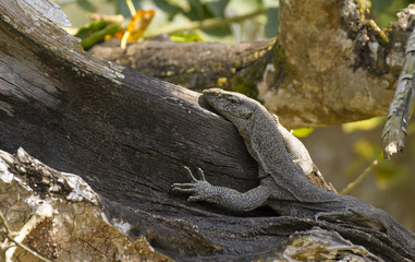 Bengal monitor lizard