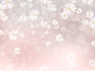 Spring background with chamomile flowers