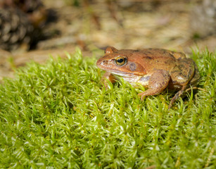 Brown forest frog sitting on the grass.