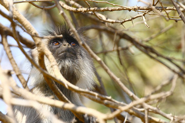 Gray langur or Hanuman langur