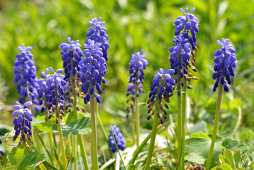 Fototapeta premium Blüten Frühling Lila Hyacinthe