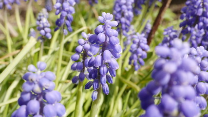 Traubenhyazinthe (1)