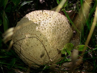 Mushroom
