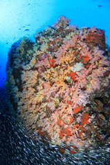 Fototapeta na wymiar A healthy, colorful beautiful tropical coral reef