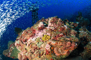Naklejka na ściany i meble Bearded Scorpionfish with background SCUBA diver on a tropical coral reef