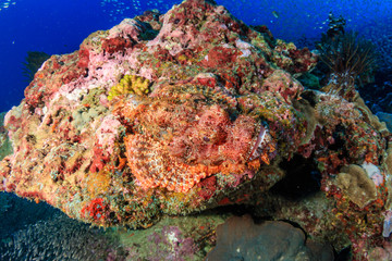 Well camouflaged Bearded Scorpionfish on a tropical coral reef
