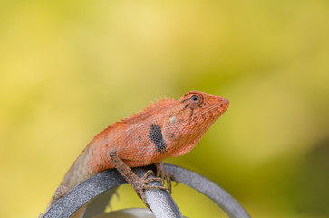 Orange chameleon ; head shot