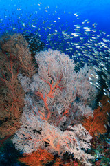 Fototapeta na wymiar Delicate corals and tropical fish swarm around a colorful coral reef