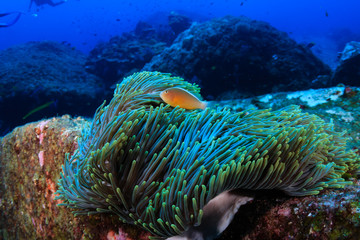 A Skunk Clownfish in an anemone on a tropical coral reef at Koh Tachai, Thailand