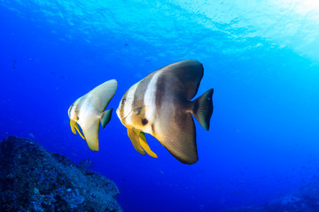 Large Batfish (Spadefish) in blue water above a tropical coral reef (Koh Tachai, Thailand)