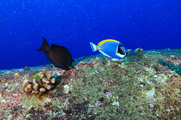 Naklejka na ściany i meble Colorful tropical fish on a coral reef