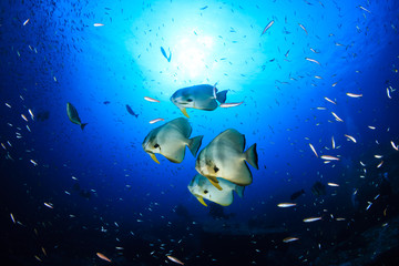 Fototapeta premium Large Batfish (Spadefish) in blue water above a tropical coral reef (Koh Tachai, Thailand)