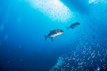 Predatory Trevally swimming around a tropical coral reef