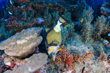 Large colorful Titan Triggerfish feeding on a tropical coral reef
