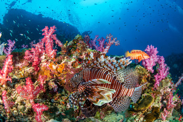 Fototapeta na wymiar Predatory Lionfish patrolling a colorful, healthy tropical coral reef (Richelieu Rock, Thailand)