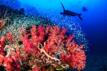 Obraz premium Silhouette of SCUBA divers swimming over a colorful, healthy tropical coral reef