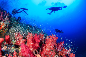 Silhouette of SCUBA divers swimming over a colorful, healthy tropical coral reef