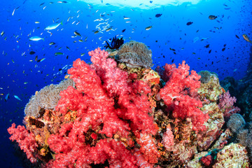 Fototapeta na wymiar A vibrant, colorful tropical coral reef (Richelieu Rock, Thailand)