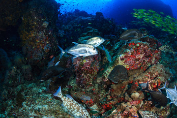 Predatory Trevally swimming around a tropical coral reef