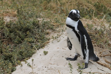 Obraz premium Penguin posing South Africa